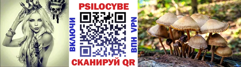 Псилоцибиновые грибы Psilocybe  Купить закладки  Уяр 
